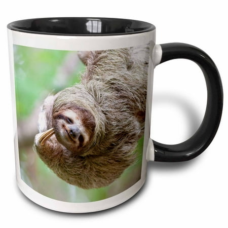 3dRose Brown-Throated Sloth wildlife, Corcovado Costa Rica - SA22 JGS0017 - Jim Goldstein, Two Tone Black Mug,