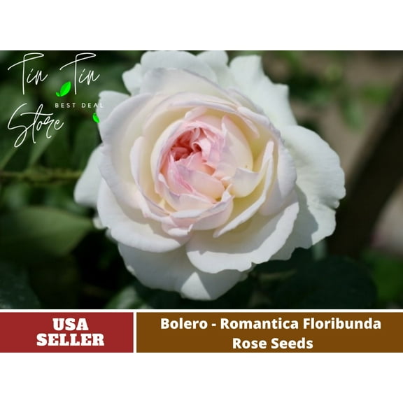 30 Rare Seeds-Bolero Floribunda Rose Seeds#1033-Authentic Seeds-Flowers-Seeds-Rose seeds-Herb seeds-Vegetable Seeds-Mix Seeds for Plant