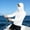 White, variant on Men's Performance Fishing Hoodie Shirt - UPF 50 Sun Protection Long Sleeve Thumbholes Shirts with Neck Gaiter Size 3XL White