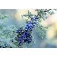 thumbnail image 4 of 60 Organic Seeds COMMON JUNIPER (20 Berries) Juniperus Communis Tree Shrub Evergreen Conifer Blue Berry Yellow Flower aka Gin Berry Pine, 4 of 8