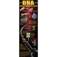thumbnail image 1 of MCDONALD PUBLISHING Affiche Colossale de l'ADN, 1 of 3