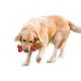 thumbnail image 5 of Juguete para Perros, Cepillo de Dientes Rojo para Masticar Huesos de Perro de 1 Pieza, Palo de Limpieza de Dientes de Goma Resistente a Las Mordeduras para Perros Medianos a Grandes, Sabor a Carne, 5 of 5