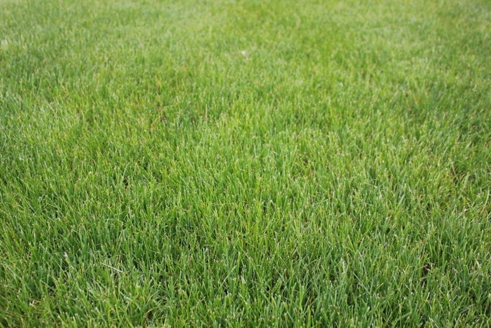 Hale Habitat & Seed Premium Lawn Seed Mix, Bluegrass Blend for Traditional Lawns, 1000 Square Feet