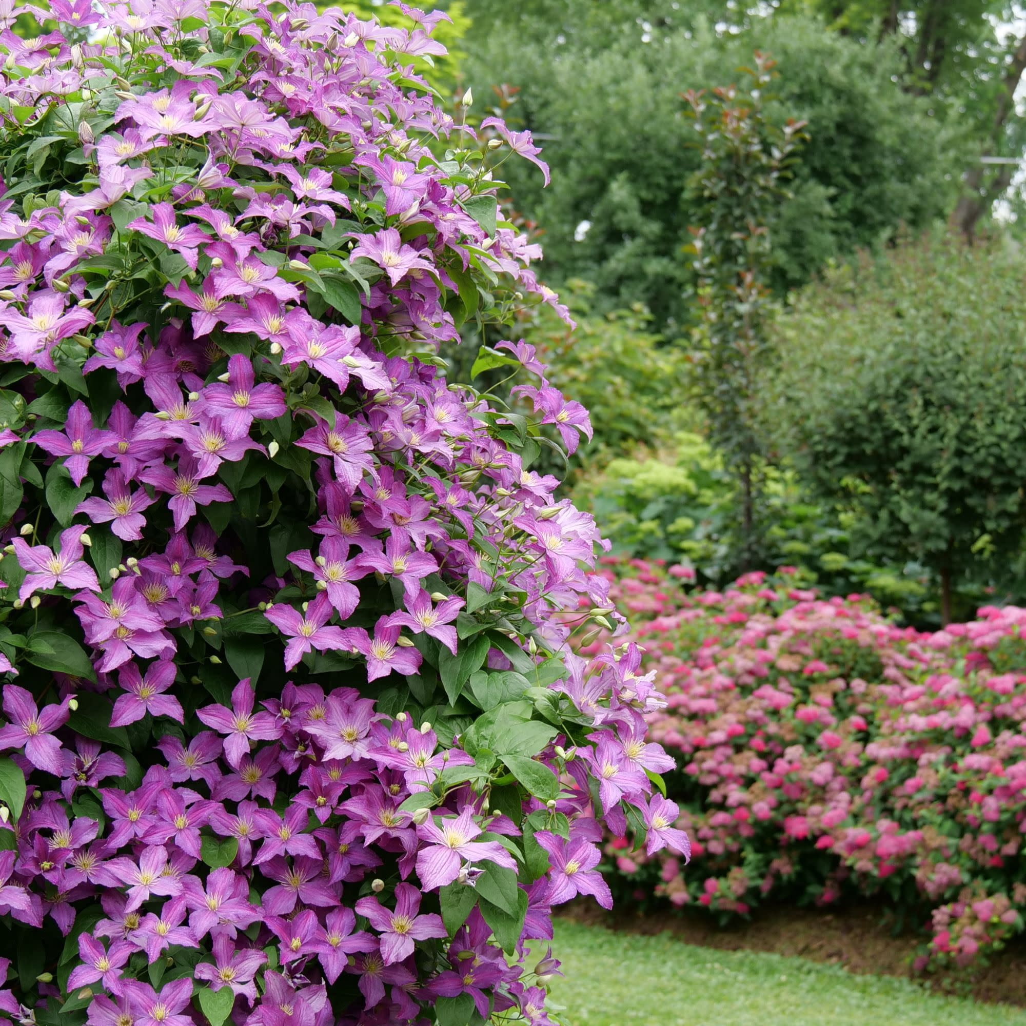 Proven Winners ColorChoice 5" Purple Jolly Good Clematis Live Plant in 4.5" Pot (4 Count)