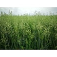 thumbnail image 3 of 100 seeds -Organic Hulless Oats Starter  Seed Pack - Cereal & flour Grain-Grow your own Flour! Container Pots or garden- Cat Grass- Serendipity Seeds, 3 of 3