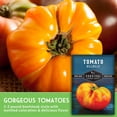 thumbnail image 4 of 5 Packs Hillbilly Tomato Seeds - Non-GMO Heirloom Full Sun Annual Vegetable, 4 of 7
