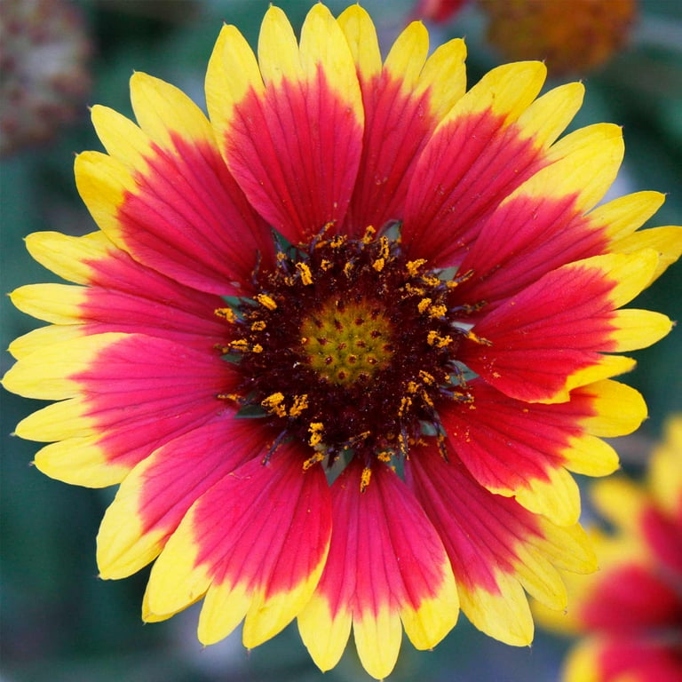 Blanket Flower Gaillardia Wildflower Seeds 4 Oz Perennial Wild Flower Garden Seeds Gaillardia aristata