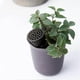 thumbnail image 4 of 10-50pcs Plant Fertilizer Basket with Lid Fertilizer Box Case Bonsai Fertilizer Container Easily Carrying Part Eco-friendly Tool, 4 of 5