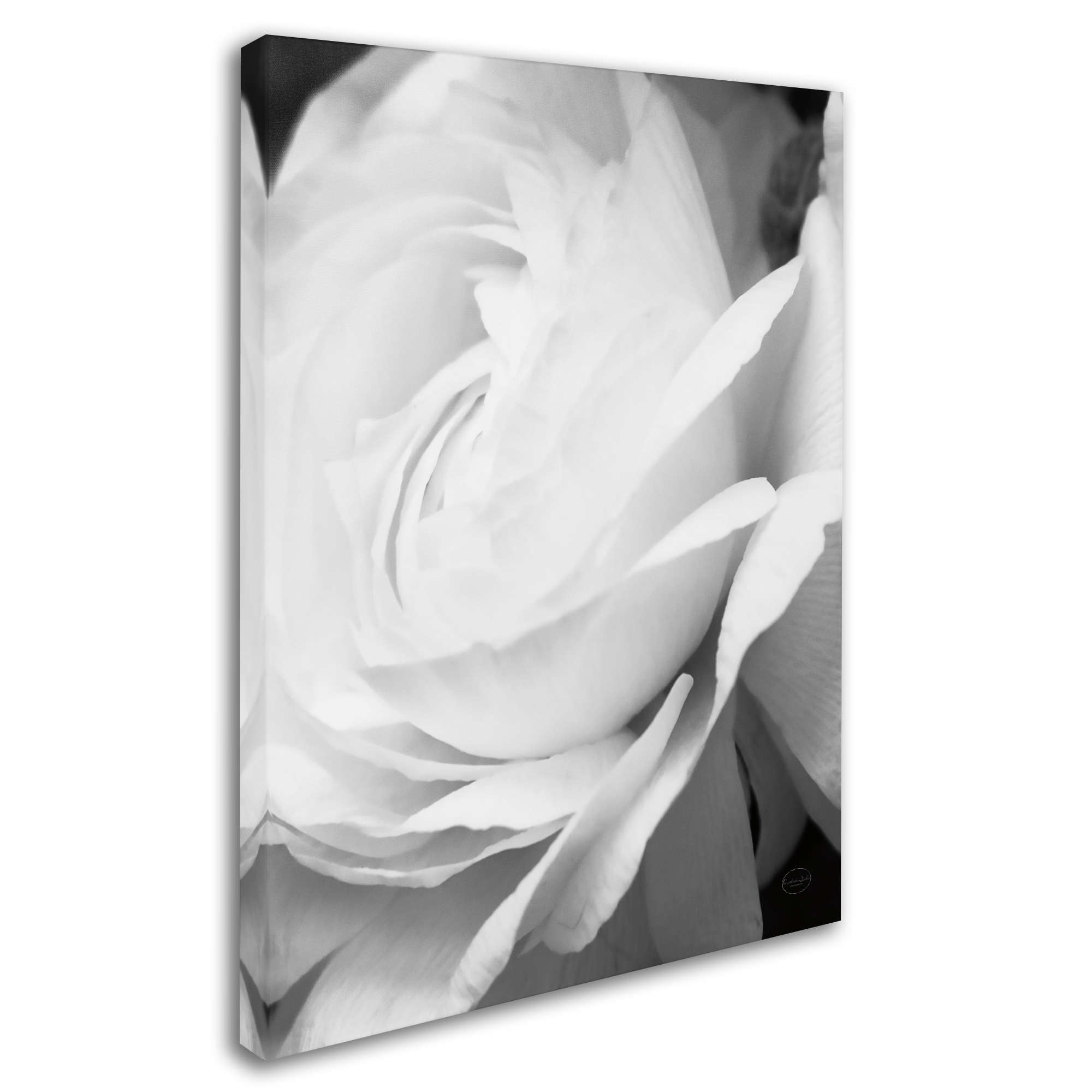 Trademark Fine Art 'Black and White Petals II' Canvas Art by Brookview Studio