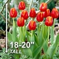thumbnail image 4 of Garden State Bulb Triumph Verandi Tulip Flower Bulbs, 12/+ cm (Bag of 50), 4 of 8