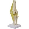 Walter Products Knee Joint Model