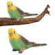 thumbnail image 4 of Figuras Pájaros Artificiales Ygjytge Loros Jardín Estatua Adornos Simulación Escritorio, 4 of 9