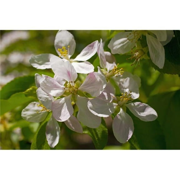 Apple Blossoms - Ottawa Ontario Canada Poster Print - 19 x 12 in.