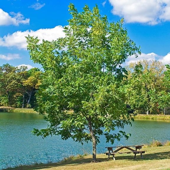 Shellbark Hickory (Carya) Dormant Bare Root Starter Nut Tree (1-Pack)