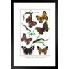 Vanessa Butterflies and Larva Illustration Butterfly Poster Vintage Poster Prints Butterflies in Flight Wall Decor Butterfly Illustrations Insect Art Matted Framed Art Wall Decor 20x26