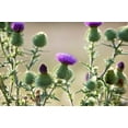 thumbnail image 5 of Seedville 100 Organic Blessed Milk Thistle Flower Seeds, Attracts Hummingbirds, 5 of 11