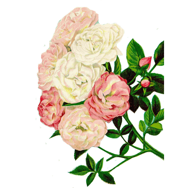 Download Framed Art For Your Wall Floral Clipart Roses Clipart Flowers 10x13 Frame Walmart Com Walmart Com