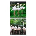 thumbnail image 1 of Cuadros Decorativos Flamingos Set 2 piezas Joss Design 30x30, 1 of 3