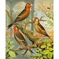 thumbnail image 2 of W. A . Blakston 12x14 Gold Ornate Wood Frame and Double Matted Museum Art Print Titled - Goldfinch and Canary Mules (1878), 2 of 4
