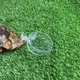 thumbnail image 1 of FENGGUIQU 4Ud Plato Alimentador Para Camarones Con Ventosa Fácil De Instalar En, 1 of 6