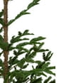 thumbnail image 4 of Northlight Real Touch™ Ponderosa Pine Artificial Christmas Tree with Jute Base- Unlit - 5.25', 4 of 6