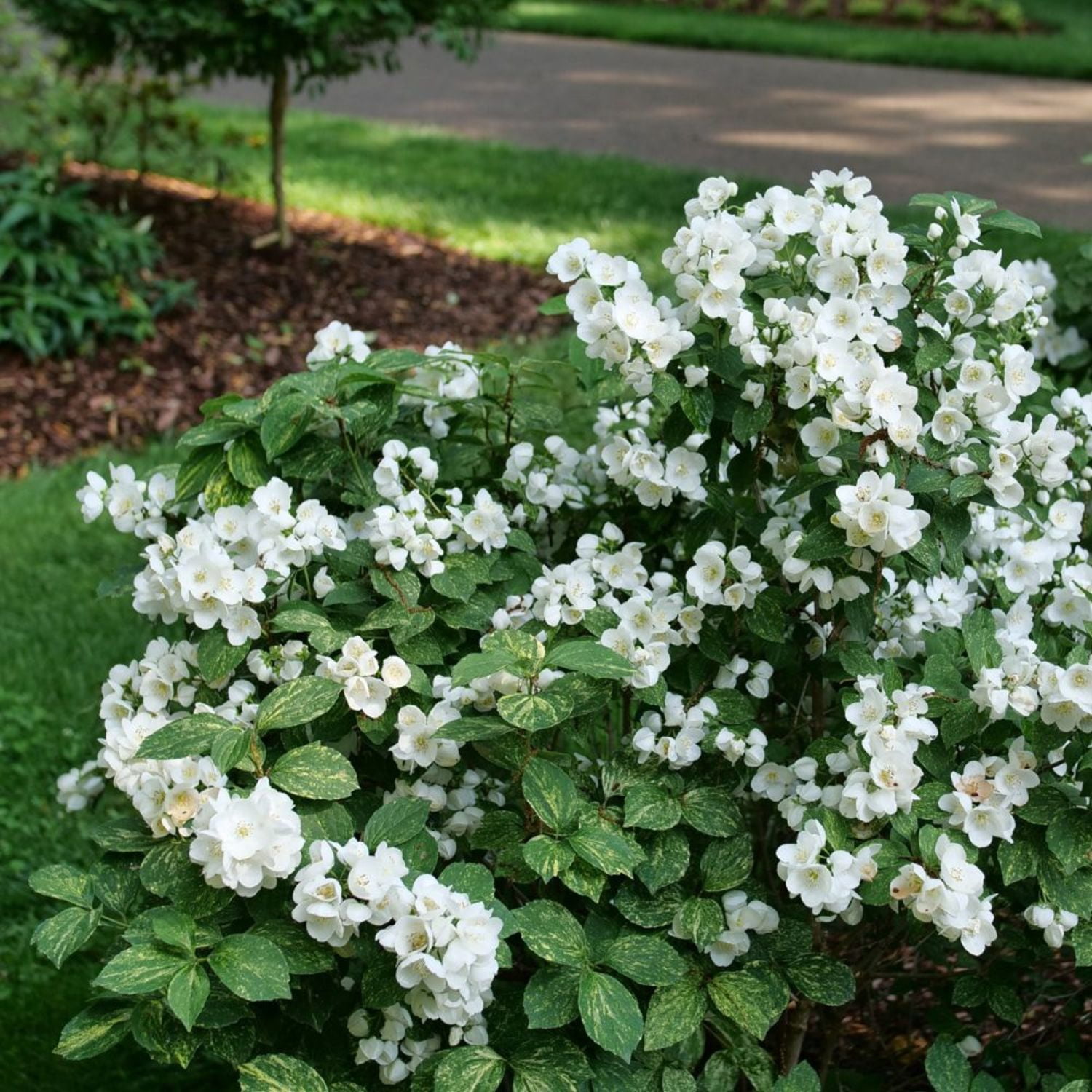 Proven Winners ColorChoice 5" White Illuminati Sparks Mockorange Live Plant in 4.5" Pot (4 Count)