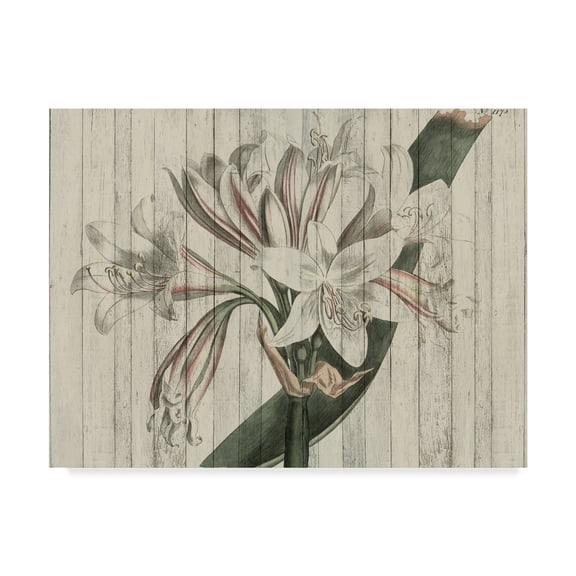 Trademark Fine Art 'Rustic Floral II' Canvas Art by Studio W