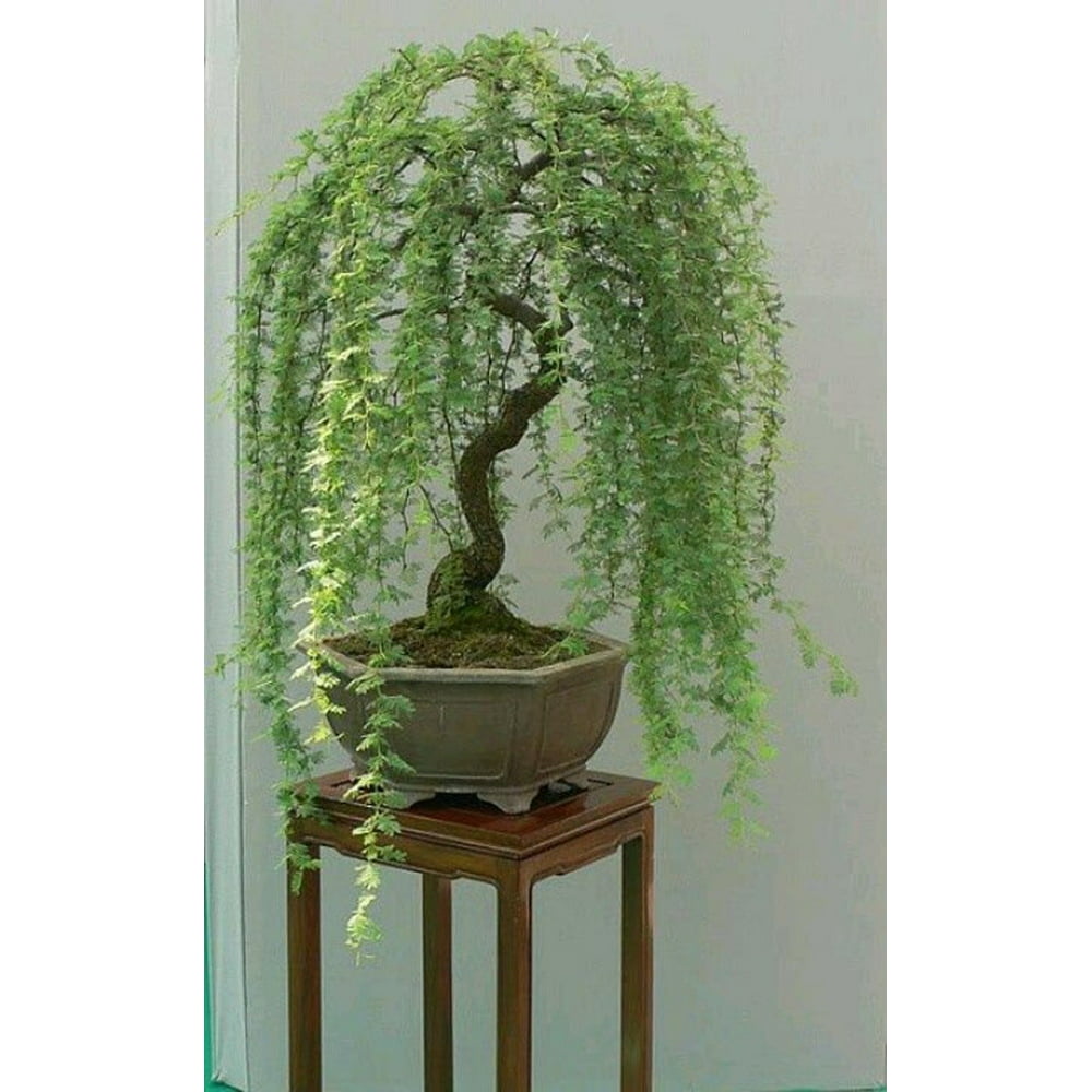 Best Bonsai Willow Tree For Sale in 2023 The ultimate guide | bonsaiify