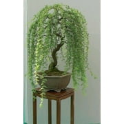 Bonsai Green Weeping Willow Tree - Thick Trunk Cutting - Exotic Bonsai Material