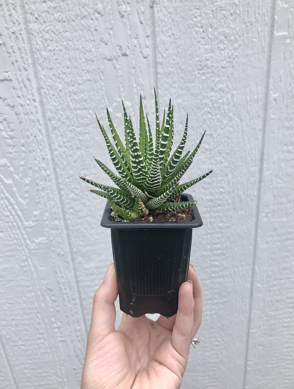 Zebra Haworthia "Zebra Plant" Succulent 2.5 inch Potted Succulent