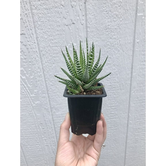 Hand Picked Nursery 2.5" Green Zebra Haworthia Live Plants in 2.5" Pots