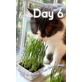 CAT Grass Seeds Favorites MMF7 Blend Grows *19* Pots of Fresh