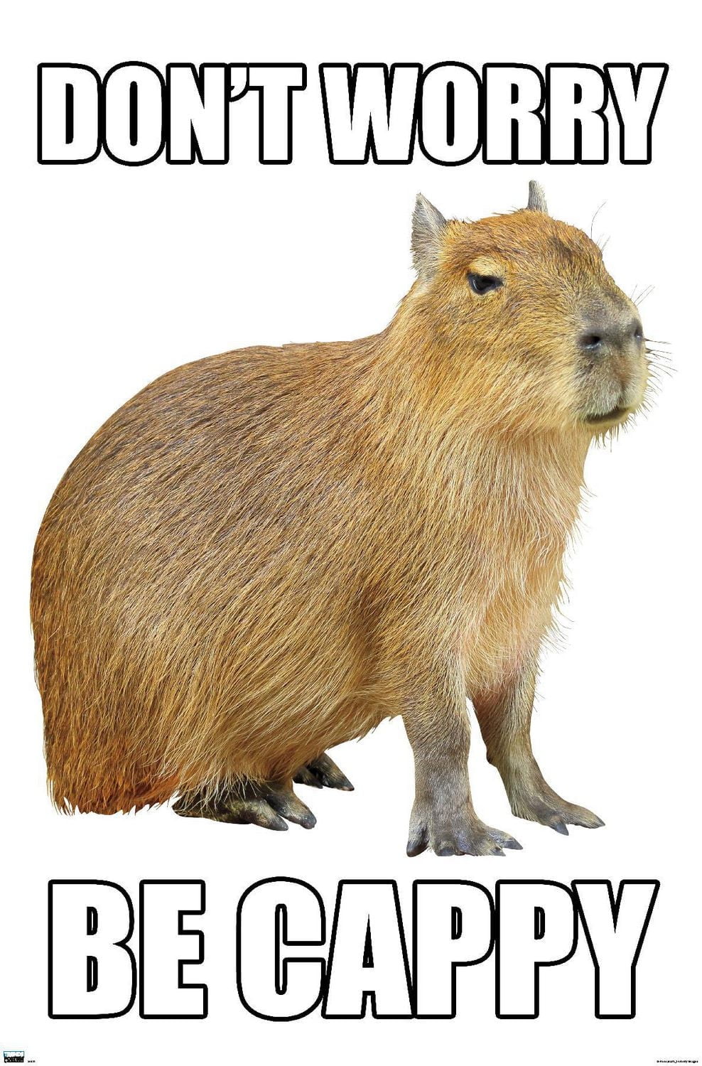 Capybara – Soyez Capybara