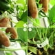 thumbnail image 5 of Clips de jardín reutilizables, clips de soporte para un crecimiento saludable de las vides, diseño de liberación rápida para un uso conveniente, 5 of 5