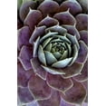 thumbnail image 2 of OBrien, Jay 23x32 White Modern Wood Framed Museum Art Print Titled - Wilmington, Delaware Hen and chick plant, 2 of 4