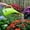Green, variant on MyLifeUNIT Watering Can for Indoor Plants, Water Can with Shower Head, 1/2 Gallon ( White)