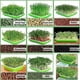 thumbnail image 5 of Zhuge Bandeja para germinar semillas con tapa Kit de germinación de brotes de soja sin BPA Cultivador de pasto de trigo, 5 of 5