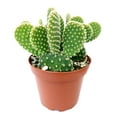 thumbnail image 5 of Golden Angel Wing Cactus (2"+ Plastic Pot) - Bunny Ears Funny Cactus - Live Cactus - Unique Shaped Cactus - Tiny, Lovely, Easy to Care Succulents, 5 of 5