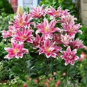 Bloomsz Natalia Rose Lily Bulbs ( 5 Pack