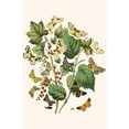 thumbnail image 1 of European Butterflies & Moths (Plate 54)-Fine Art Canvas Print (20" x 30"), 1 of 1