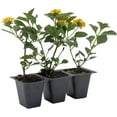 thumbnail image 5 of 3 New Gold Lantanas, Live Plants (Lantana Camara) – Vibrant Golden Blooms, Thriving in 2.5" Nursery Cubes, 5 of 7