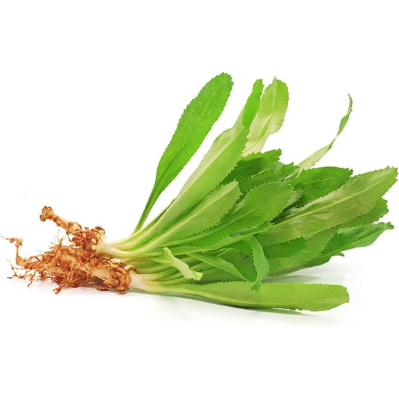 Culantro Seeds for Planting (Eryngium foetidum) - Non-GMO & Untreated - NOT Cilantro Seeds (2,000 Seeds)