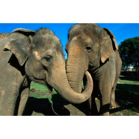 Asian Elephant pair with entwined trunks native to India Asia Thailand and Laos Poster Print by San Diego (Best Pad Thai In San Diego)