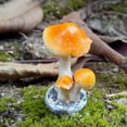 thumbnail image 6 of Ludlz Miniature Fairy Mushroom Figurines Miniature Mushrooms Fairy Garden Mushrooms Small Mushroom Ornaments Micro Landscape Plants Bonsai Craft Decor for Bonsai Terrariums, 6 of 8