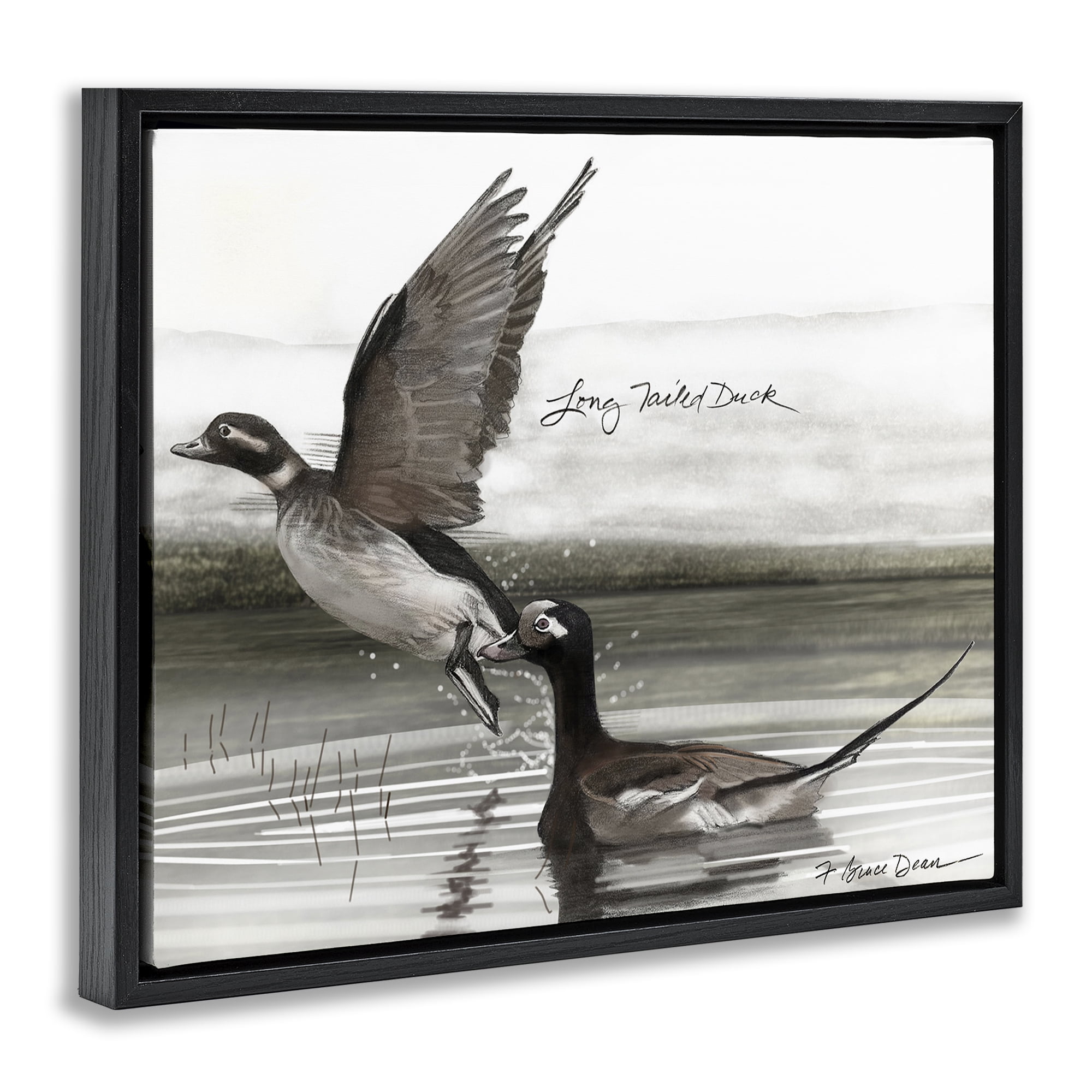 Stupell Industries Long Tailed Duck Animals & Insects Painting Black Floater Framed Canvas Art Print Wall Art, 31 x 25