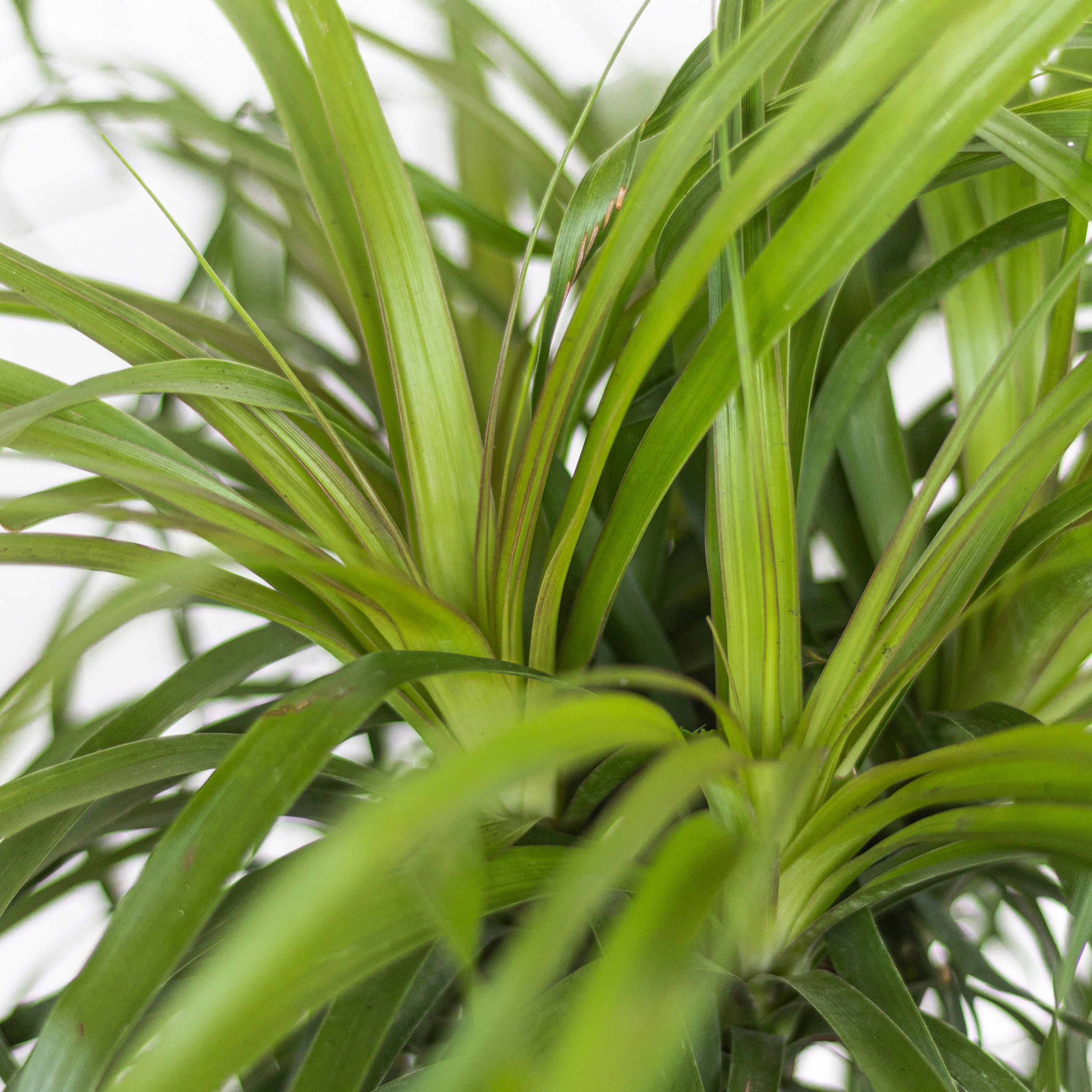United Nursery Live Ponytail Palm Houseplant 12-14in Tall in 6-inch Premium Ecopots Dark Gray