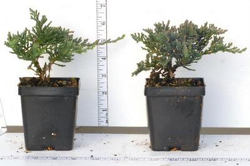 23+ Ground Cover Plants Juniper