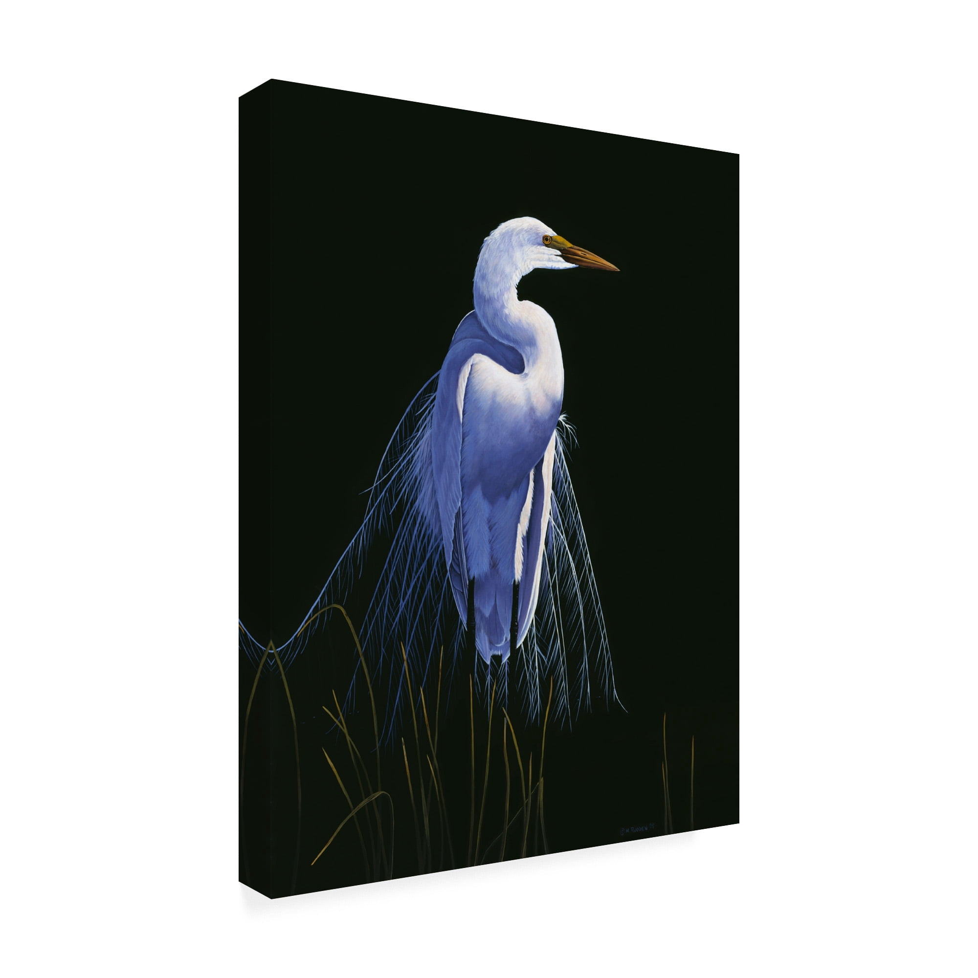 Trademark Fine Art 'Common Egret In Breeding Plumage' Canvas Art by Michael Budden