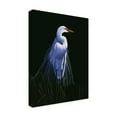 thumbnail image 2 of Trademark Fine Art 'Common Egret In Breeding Plumage' Canvas Art by Michael Budden, 2 of 3