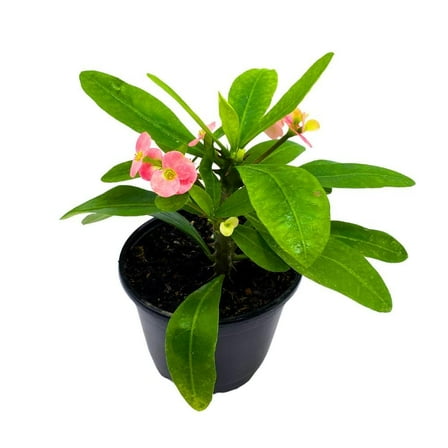 Florida House Plants Crown of Thorns Euphorbia Milii Live Plant in 5-Inch Pot, Flowering